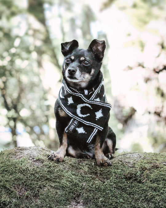 Moon Pupper Scarf - Dog or Cat