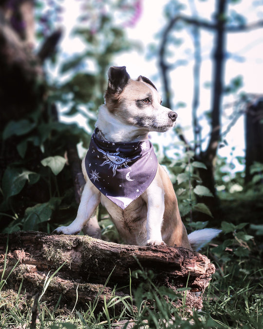 Celestial Pet Bandana - Dog or Cat