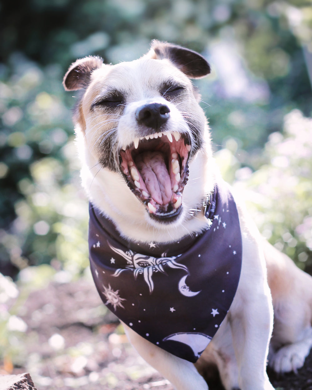 Ou dog bandana best sale