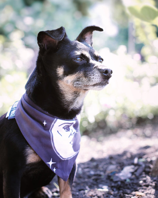 Celestial Pet Bandana - Dog or Cat