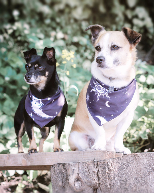 Celestial Pet Bandana - Dog or Cat