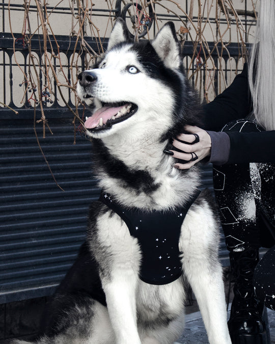 Astral Pet Vest - Dog or Cat