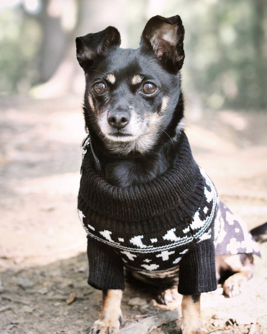 Sworn Enemy Knitted Pet Sweater - Dog or Cat