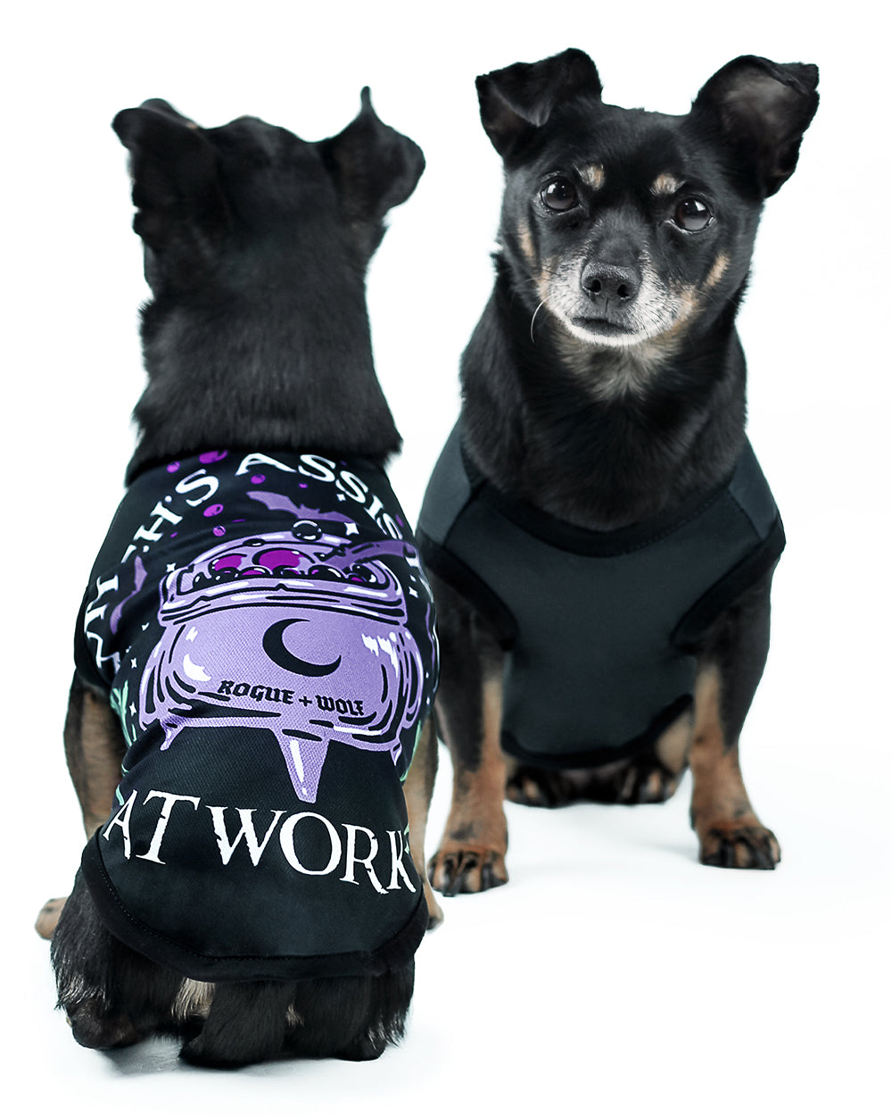 Witch's Assistant at Work Pet Vest - Dog or Cat